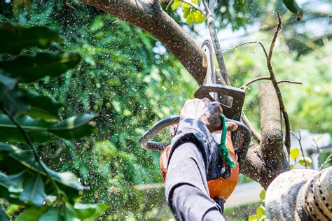 tree service lakeland fl|tree trimming service lakeland fl.
